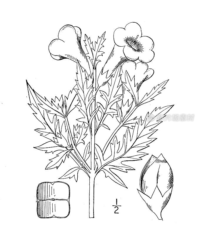 古董植物学植物插图:Dasystoma Virginica，光滑假毛地黄